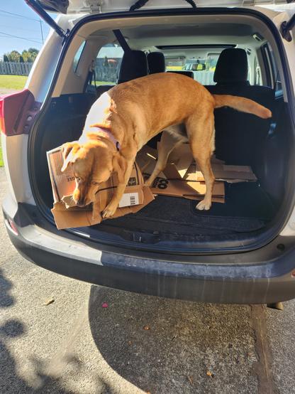 Golden lab in the back of a SUV softening up a cardboard box.