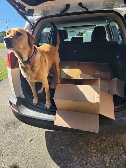 Golden lab in the back of a SUV standing next to a cardboard box.