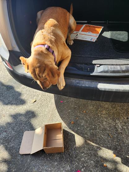 Golden lab in the back of a SUV looking down where her cardboard box fell to the ground.