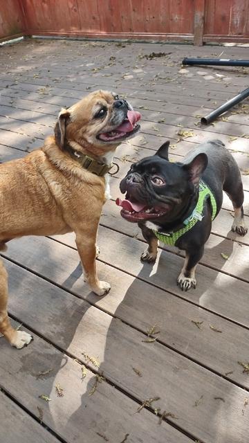 A pug dog and a French bulldog stand together on a wooden deck
