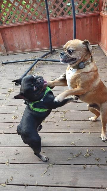 French bulldog and pug stand on a deck on their hind legs