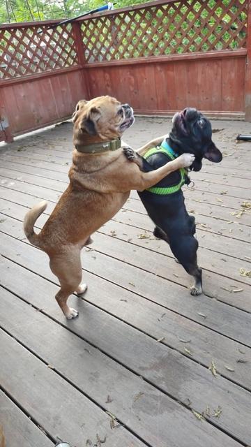 Two dogs on a wooden deck stand on their hind legs facing each other