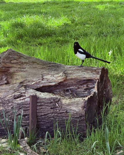 A Eurasian magpie standing on a large, weathered tree stump in a park with long grass. It has bold black and white plumage with a long tail and an I ridescent blue-green sheen on its wings.