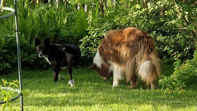 2 Hunde im Garten, einer guckt mich etwas empört an