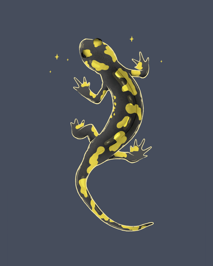 Illustration réalisée à la tablette graphique d'une salamandre tachetée. Le fond est bleu marine/gris, la salamandre est noire avec de nombreuses taches jaunes sur le corps. Elle est vue de dessus et il y a quelques étoiles autour d'elle.