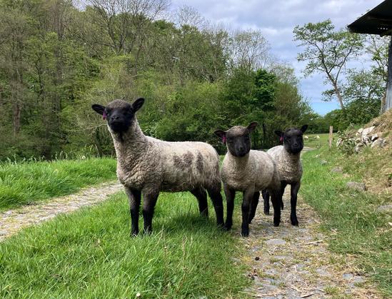 A photo of three lambs standing on a grass and stone track. They’re looking at the camera person with intent. They have light grey fleece, slightly splotchy, black faces and legs. Trees in the background on the left. The edge of a barn roof on the right. The sky is cloudy and grey.