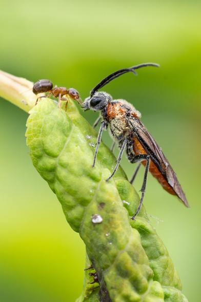 A macro photograph of a common sawfly perched on a green curled leaf, engaging face-to-face with a reddish-brown ant. The sawfly's body is dusted with pollen.