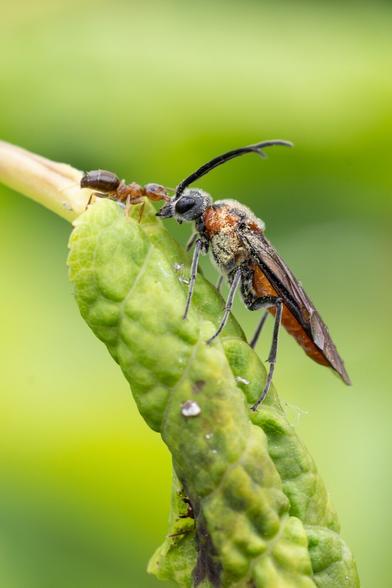 A macro photograph of a common sawfly perched on a green curled leaf, engaging face-to-face with a reddish-brown ant. The insects' faces are touching. The sawfly's body is dusted with pollen.