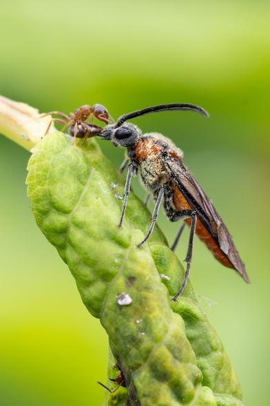 A close-up image showing a common sawfly with a pollen-covered body closely interacting with a reddish-brown ant on a green curled leaf. The ant’s abdomen is turned toward the sawfly.