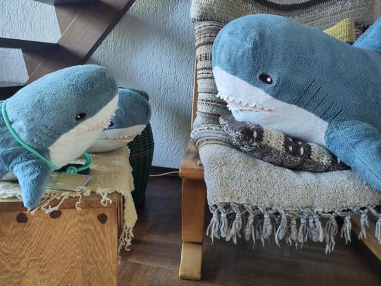 A well stuffed Blåhaj cuddly shark sitting sideways on a easy chair facing two Smolhaj cuddly sharks sitting on a bench beside them. One of the Smolhaj has a key cord with a Dutch OV chipkaart around their neck.

Wow, this was a really fast and successful surgery! Cudos for the old lady!