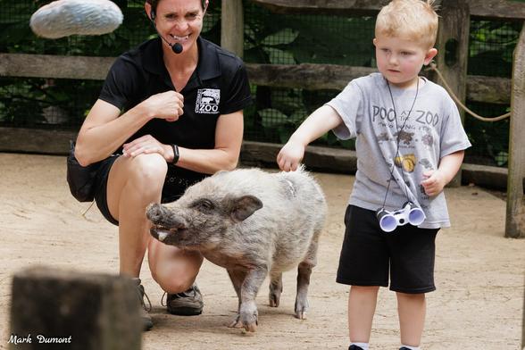 Azure Generated Description:
a person and a boy petting a pig (51.55% confidence)
---------------
Azure Generated Tags:
person (99.60% confidence)
swine (98.61% confidence)
outdoor (98.55% confidence)
ground (98.19% confidence)
clothing (96.61% confidence)
pig (96.30% confidence)
suidae (93.18% confidence)
footwear (86.83% confidence)
boar (86.27% confidence)
domestic pig (85.54% confidence)
shorts (84.29% confidence)
young (73.88% confidence)
standing (61.07% confidence)
child (59.19% confidence)