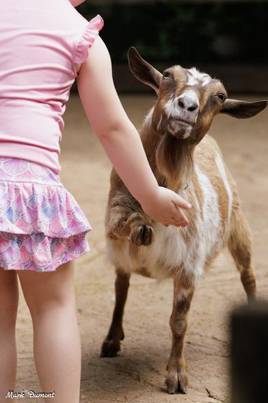 Azure Generated Description:
a person holding a goat (51.02% confidence)
---------------
Azure Generated Tags:
goat (96.40% confidence)
person (95.32% confidence)
clothing (94.57% confidence)
ground (93.99% confidence)
goats (93.18% confidence)
outdoor (86.28% confidence)
livestock (84.82% confidence)
girl (68.12% confidence)
young (64.51% confidence)
standing (64.27% confidence)