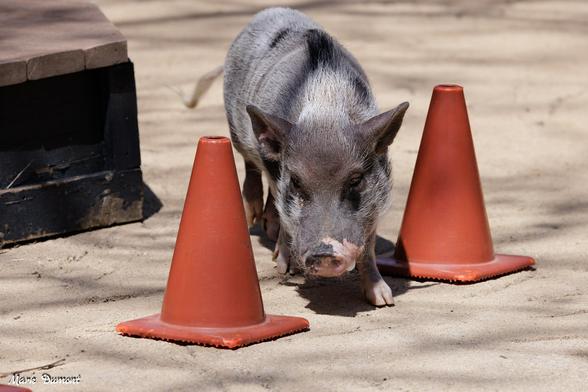 Azure Generated Description:
a pig standing between cones (40.59% confidence)
---------------
Azure Generated Tags:
ground (99.57% confidence)
mammal (97.34% confidence)
outdoor (96.59% confidence)
animal (95.80% confidence)
pig (94.49% confidence)
swine (93.59% confidence)
suidae (91.91% confidence)
snout (91.69% confidence)
domestic pig (85.58% confidence)