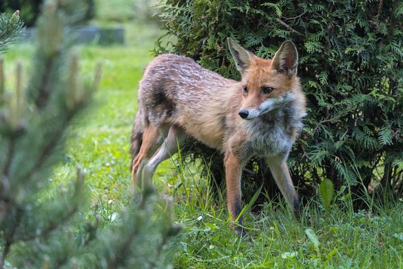 A photo of a red fox (vixen) standing in front of a hedge, backside leaning againts the hedge, after rubbing her back against it to scratch an it, currently looking intently somewhere left of the frame, with ears perked in attention. The focus is very much on her face, with this half angle showing a lot of features.