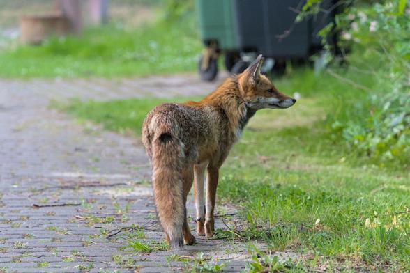 A photo of the same vixen again, standing on a stone path leading to the image left, while she is facing away from the camera and attentively looking towards the image right.