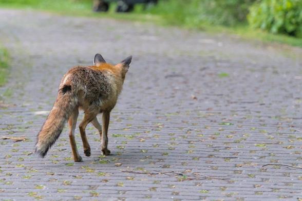 A photo of likely another fox (male), walking away from the camera, also on a path winding to image left, though the fox is headed right (into the underbrush).