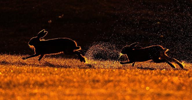 hares in a chase over dew filled grass