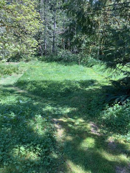 Grassy field with long grass and a variety of other plants with two paths mown through. There are a lot of trees surrounding the lawn area.