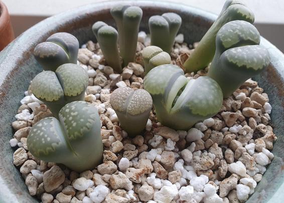 Onze plantes-cailloux dans un pot rond. Elles sont dans des tons vert et mauve désaturé. De dessus elles ressemblent à des galets fendus en deux. Le plus grand lithops au premier plan montre une fissure au milieu à travers laquelle on distingue à peine les nouvelles feuilles, plus sombres.