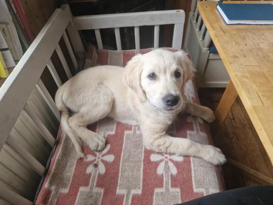 En golden retrievervalp som ligger på en kökssoffa och tittar in i kameran.