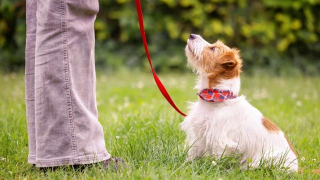 Pros and Cons of Positive Reinforcement Dog Training