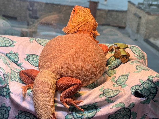 Wrex, an orange leatherback bearded dragon, visibly shedding. He's sitting on a custom couch looking out the window. Currently puffed up with air in attempt to loosen the shed.