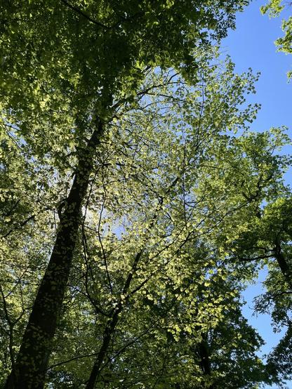 Effet de la lumière du soleil qui passe à travers les feuilles de grands arbres. On apperçois le ciel bleu et dégager de celle très belle journée du premier mai.