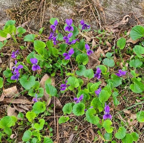 A cluster of wild blue violets sprouts up amid dead leaves and pine needles. The first plant blooming in this area.