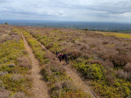 A dirt track through moorland. Betty the dog is in the middle of the photo looking back at the camera. She is on a lead. The track extends into the distance. The location is elevated and so in the background you can see many miles away.