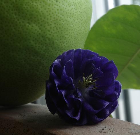 A deep blue columbine flower with light green (and black) stamens rests on a clay flowerpot. The background is a young lemon in the same colour as the stamens and a lemon leaf.