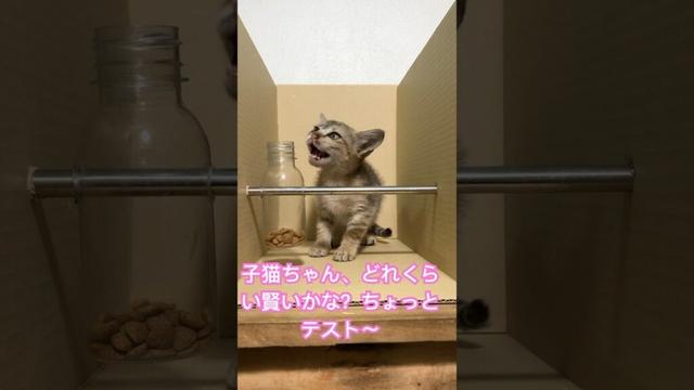 子猫のIQテスト！おやつを取れるかな？#癒し#面白い動物 ＃面白い動画 #かわいい猫 #かわいい動物たち #かわいい犬 #猫 #犬 #動物 #子猫