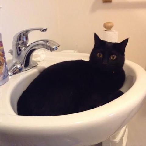 Cat in a sink.