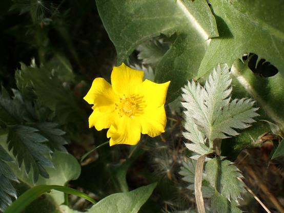 A single yellow flower of Silverweed. They like the roadsides round here. Just a quick snap as the road was busy.
