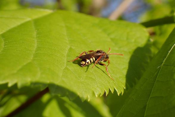 Marsham’s nomad bee on a lime tree leaf. Looks a bit more wasp than bee.