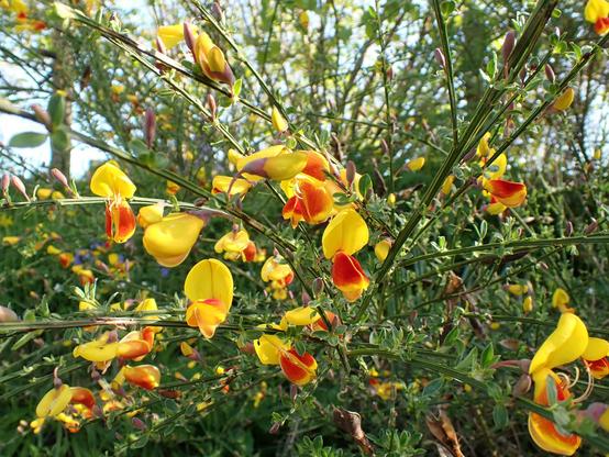 Broom but the flowers were red and yellow instead of the usual just yellow. I'm thinking an escaped cultivated one (Firefly?)