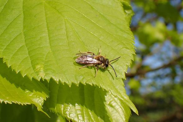 Early mining bee on a lime tree leaf. Lots of these about today.
