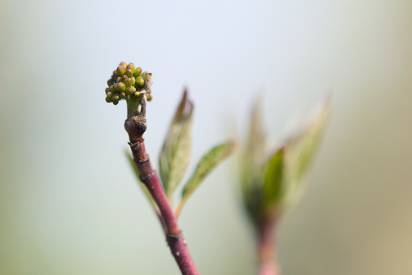 Tiny green buds forming on a tree branch.