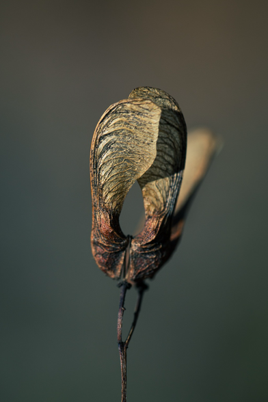 Dark and dried out seed pod on a grey background