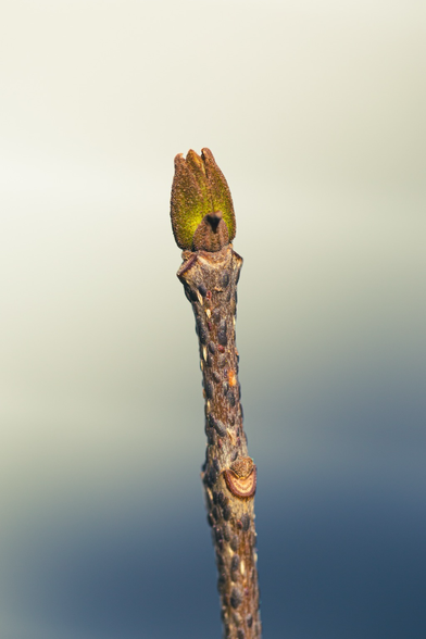 Green bud on a tree branch