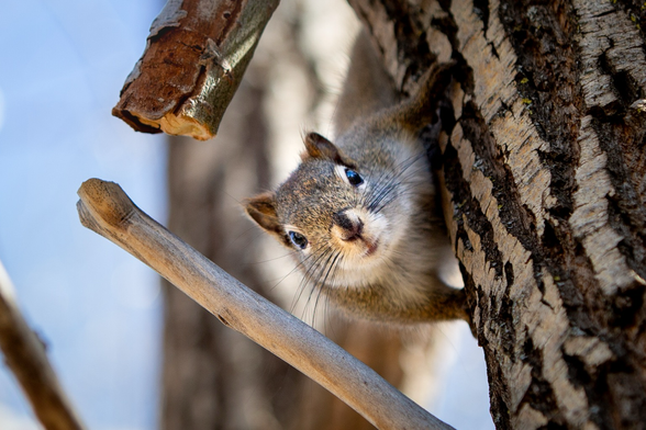 A friendly squirrel peeking around the corner of a tree trunk