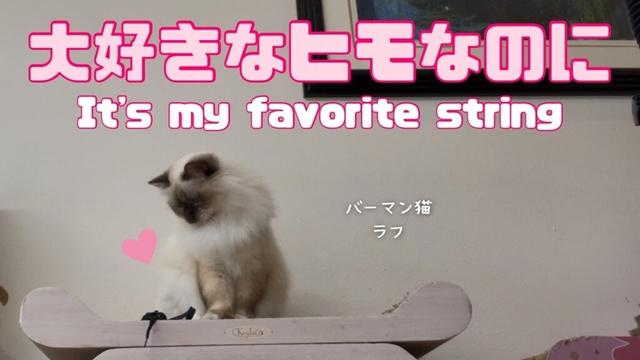 バーマン猫ラフ【大好きなヒモなのに】It's my favorite string（バーマン猫）Birman/Cat