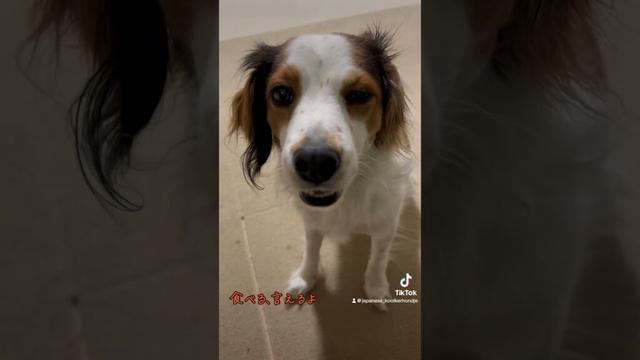 食べる、言えるよ#コーイケルホンディエ #デコピン #大谷翔平 #kooikerhondje
