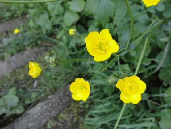 Einige gelbe Butterblumen