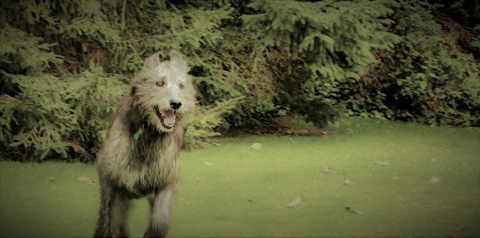 A wolfhound running towards you