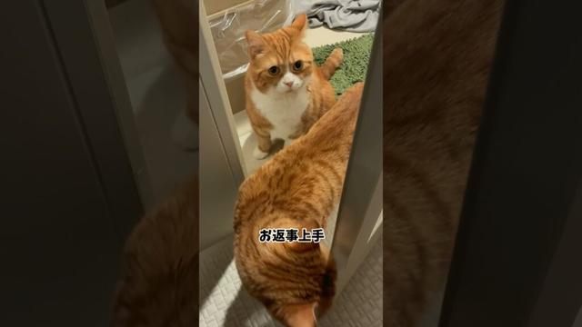 飼い主が密室にいると行列ができる#shorts