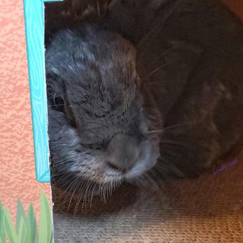Close up of a small grey rabbit looking out of her cardboard hacienda. She looks quite grouchy.