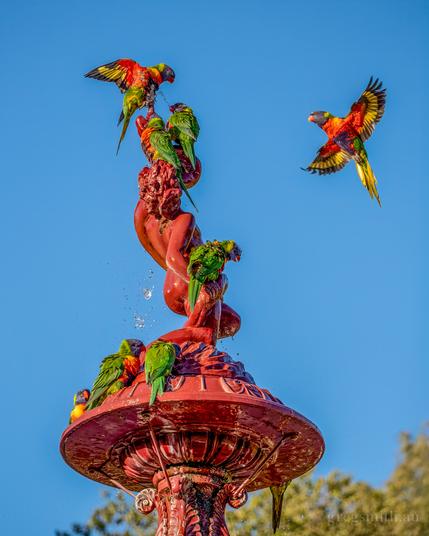 Rainbow lorikeets, Trichoglossus moluccanus, drinking from and playing on a water fountain on a clear sunny day.