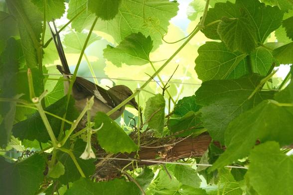 A mockingbird bird is nestled among dense green grape leaves and a thick grape vine, building a nest. It even has a twig in its beak. Sunlight filters through the foliage, creating a warm and natural setting.