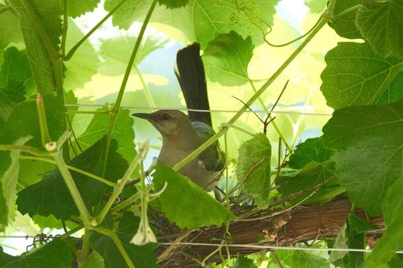 A grey bird perched on an under construction nest, surrounded by green grape leaves and a thick grape vine. Its dark grey tail is pointing straight up and it’s looking side-eye toward the camera.