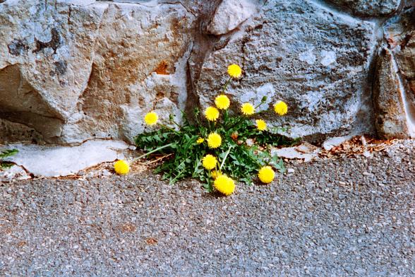 A cluster of dandelions growing next to the bottom of a rock wall